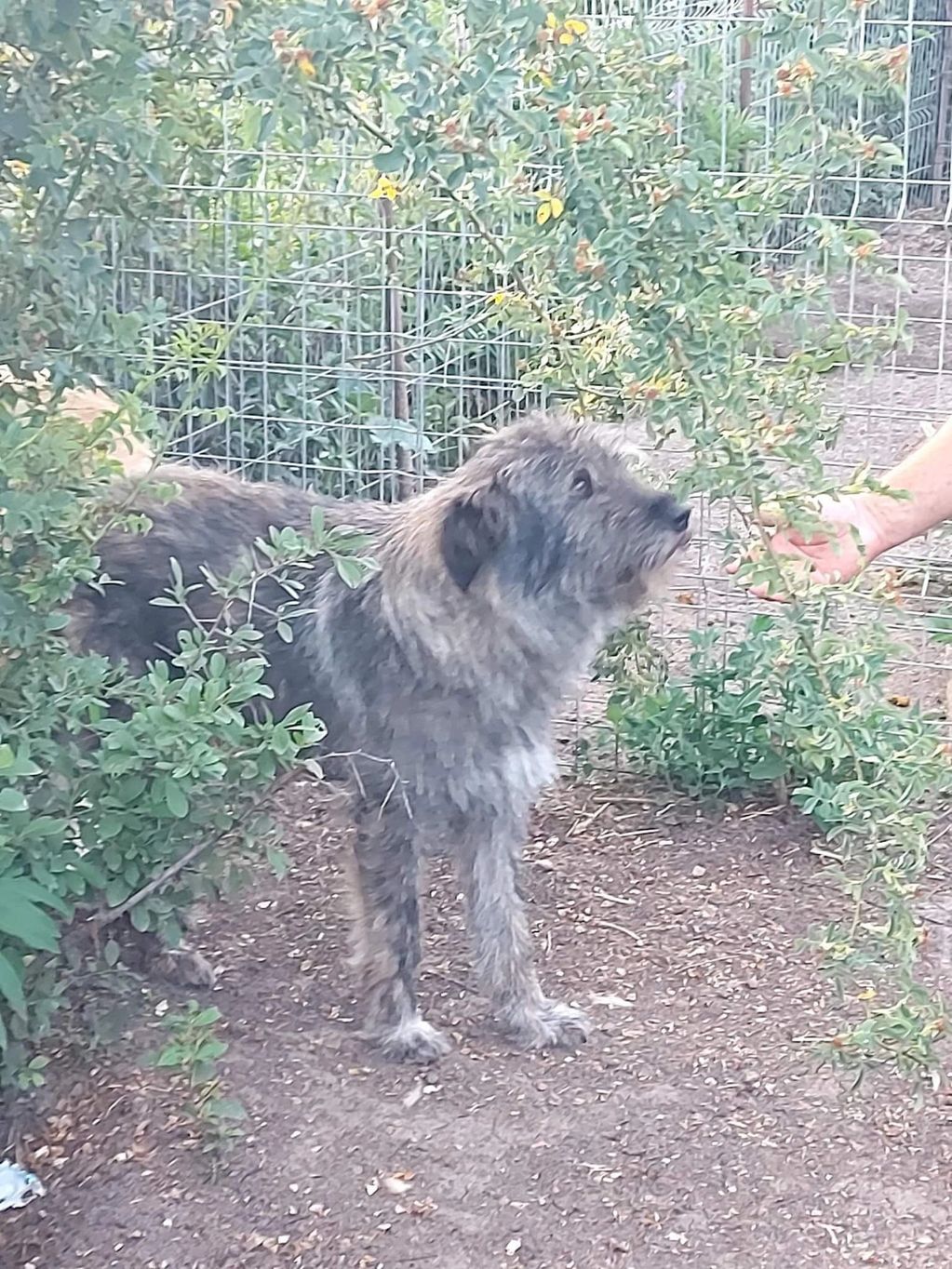 This is Cash, a medium to large dog. 