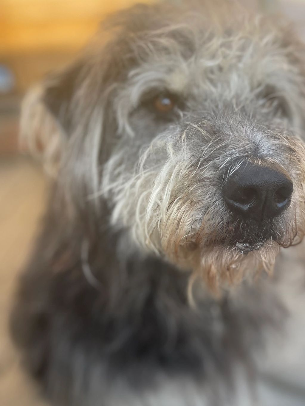 This is Alfie, a Mioritic Shepherd Dog