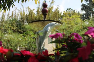 plant fountain