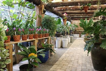 plant arrangements