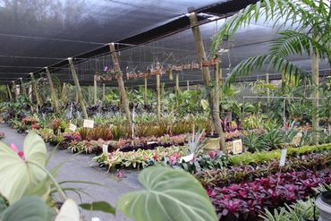 samples of plants