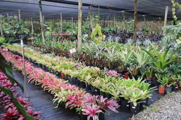 hydroponic growing operation