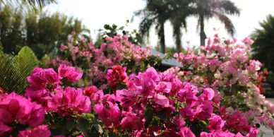 outdoor plants