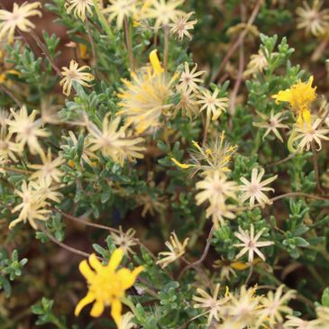 Desert-friendly shrubbery with yellow flowers.