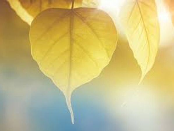 Aster Healing
Aster Studio
Reiki
Energy Healing
Sydney
Carmel Fiona