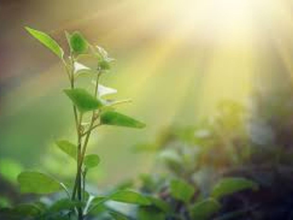 Aster Studio
Reiki
Energy Healing
Aster Healing
Sydney
Carmel Fiona