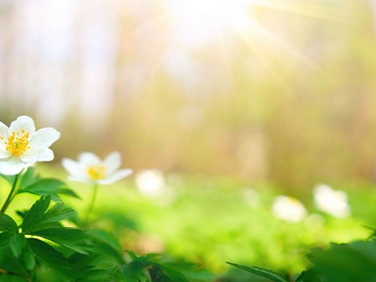Aster Healing
Reiki
Activations
