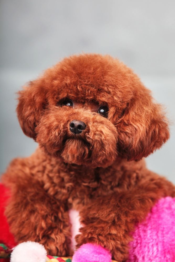 Toy Poodle Breeder