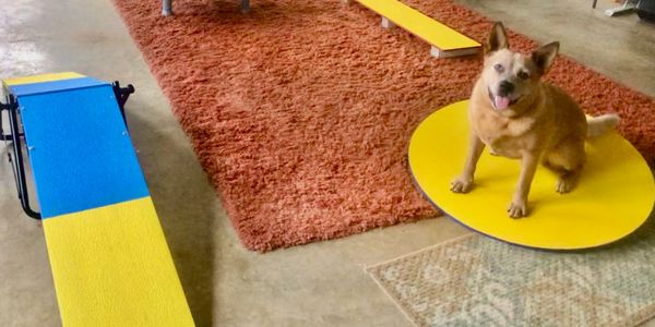 Wyatt Puppy Agility