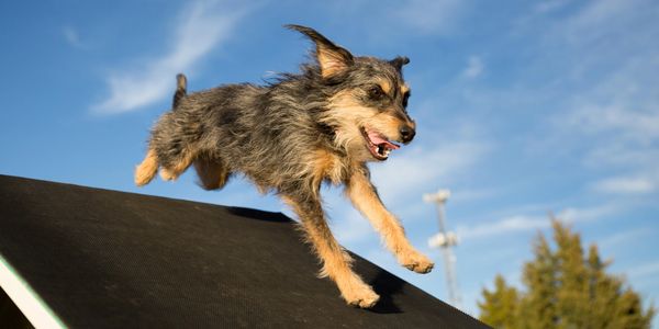 Dog Agility