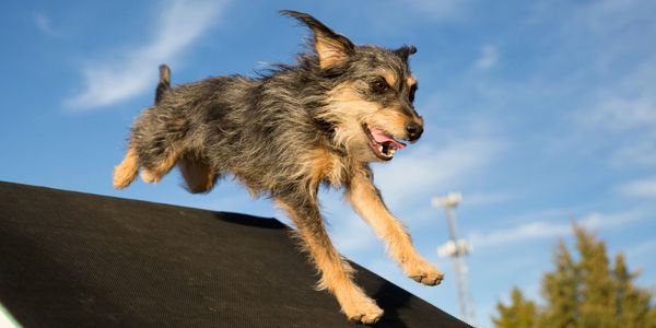 Dog Agility