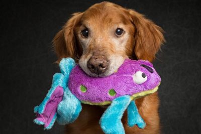 Dog holding a colorful plush toy in its mouth.