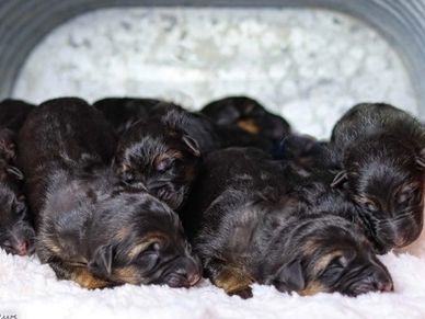 1 day old litter of German Shepherd puppies