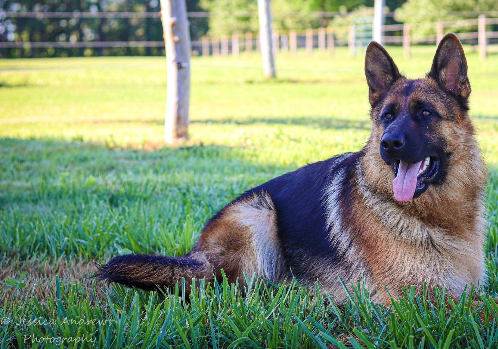 what is a ckc german shepherd