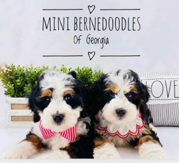 Mini Bernedoodles of Georgia
