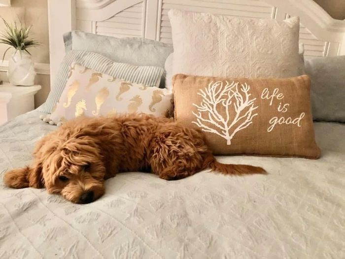 Goldendoodle pillow clearance pottery barn