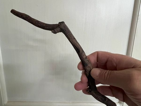 A hand holding a dry, twisted stick.