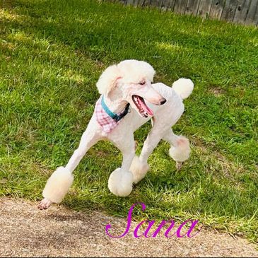 Semmy's Standard Poodles
