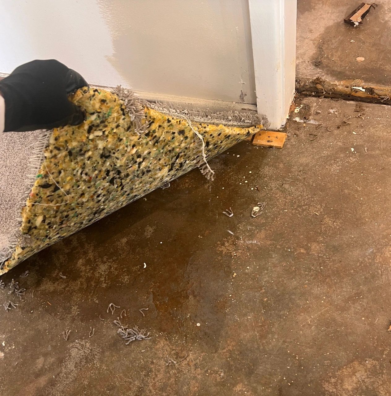 Water damage under carpet padding near wall. Water damage under carpet padding near wall.