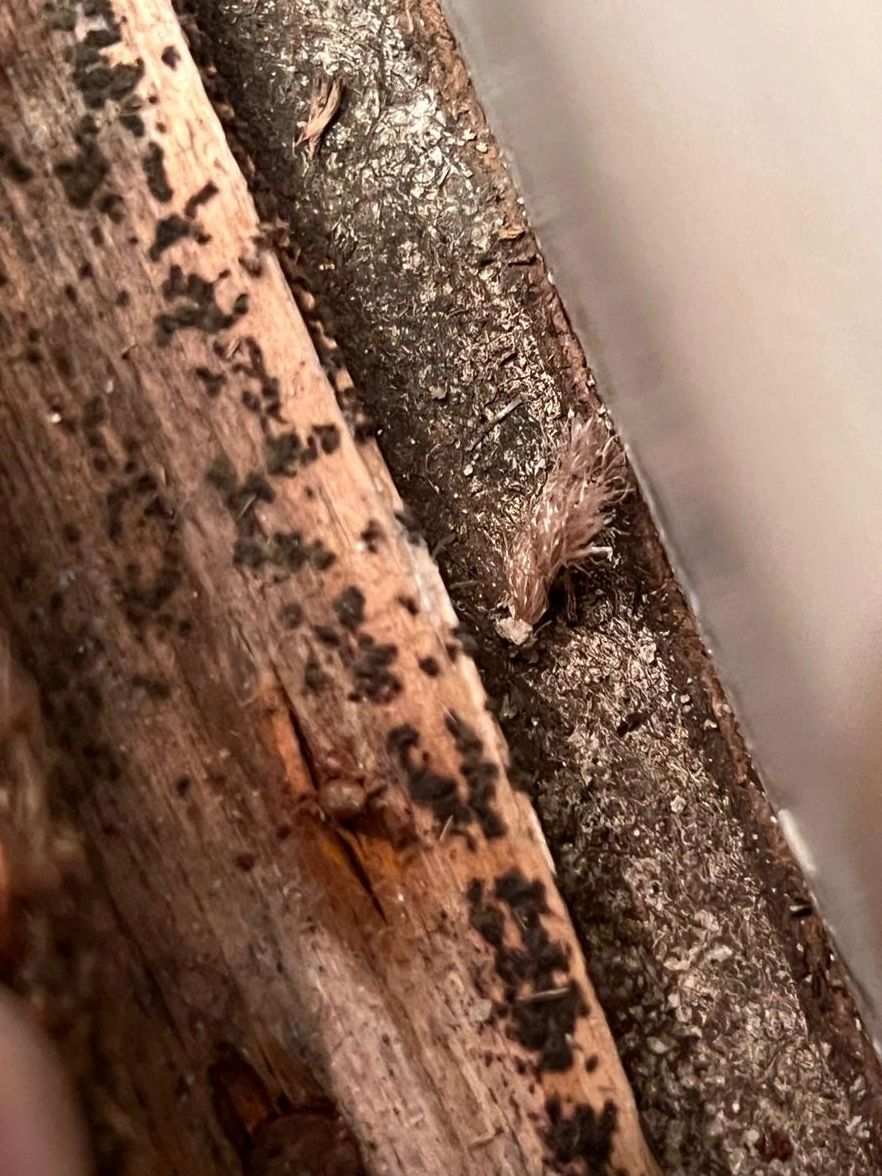 Close-up of wood damage with mold growth and a dead insect infestation on timber surface. Close-up of wood damage with mold growth and a dead insect infestation on timber surface.