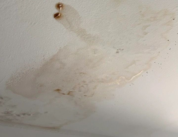 Ceiling water damage with brown stains, moisture spots, and early signs of mould growth.