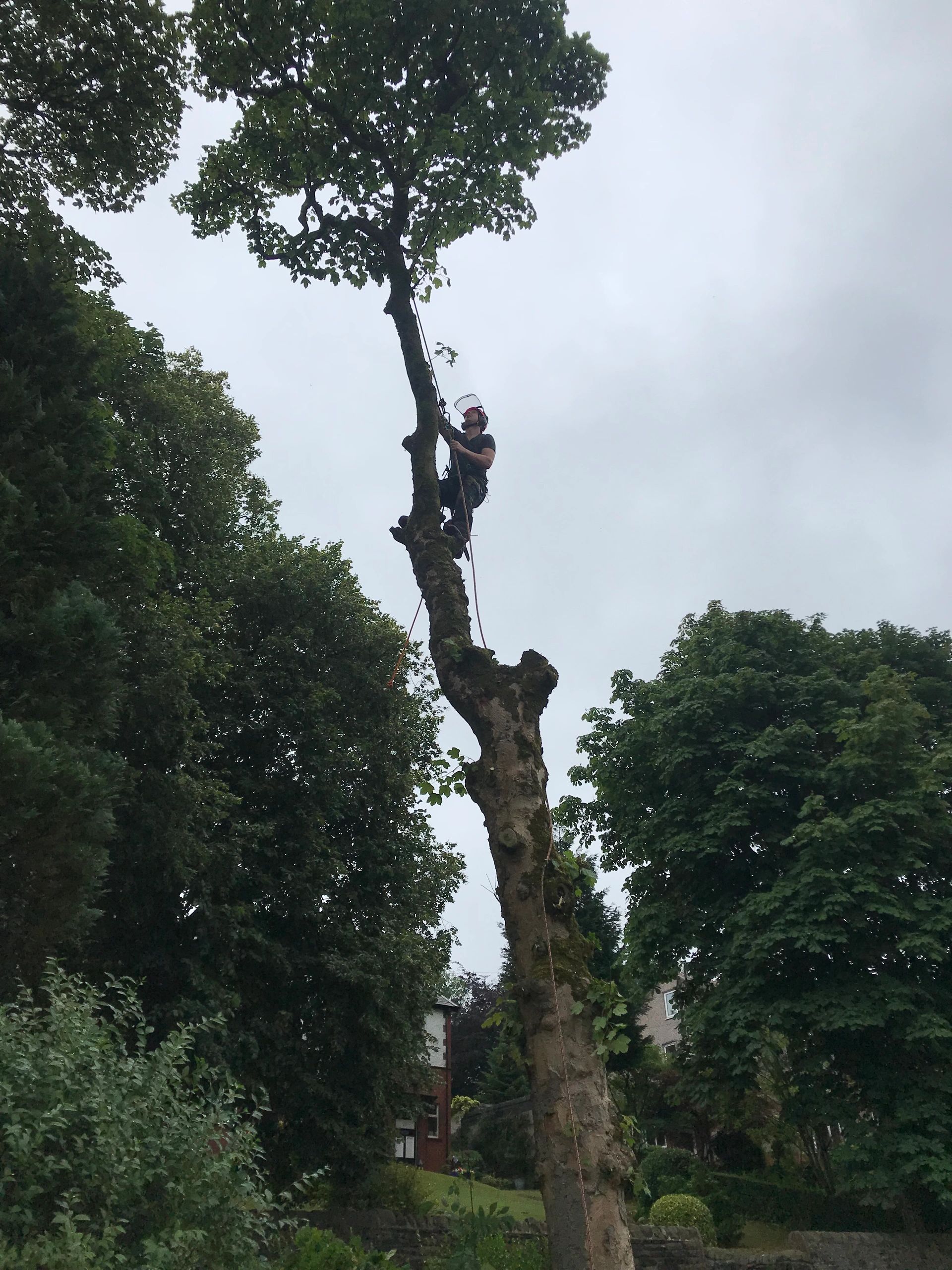 Tree Surgeon Blackburn Local Arborist Ben Lewis Tree Services