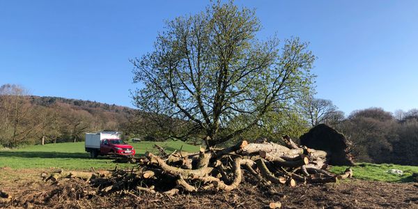 tree on floor and tree still standing