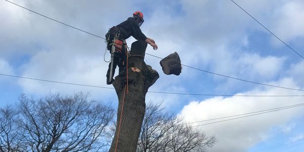 ben at top of a tree throwing a cut part of tree down