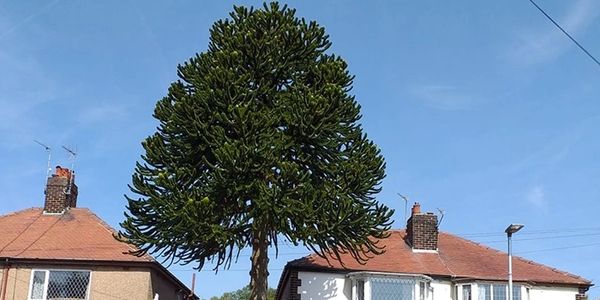 tree that has been pruned