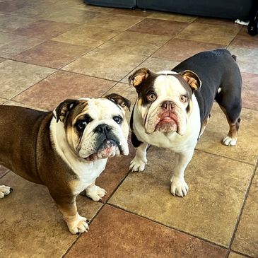 Two English Bulldogs who are beneficiaries named in a pet trust in a revocable living trust