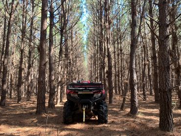 four-wheeler parked between rows of pine trees in a pineywoods loblolly pine plantation