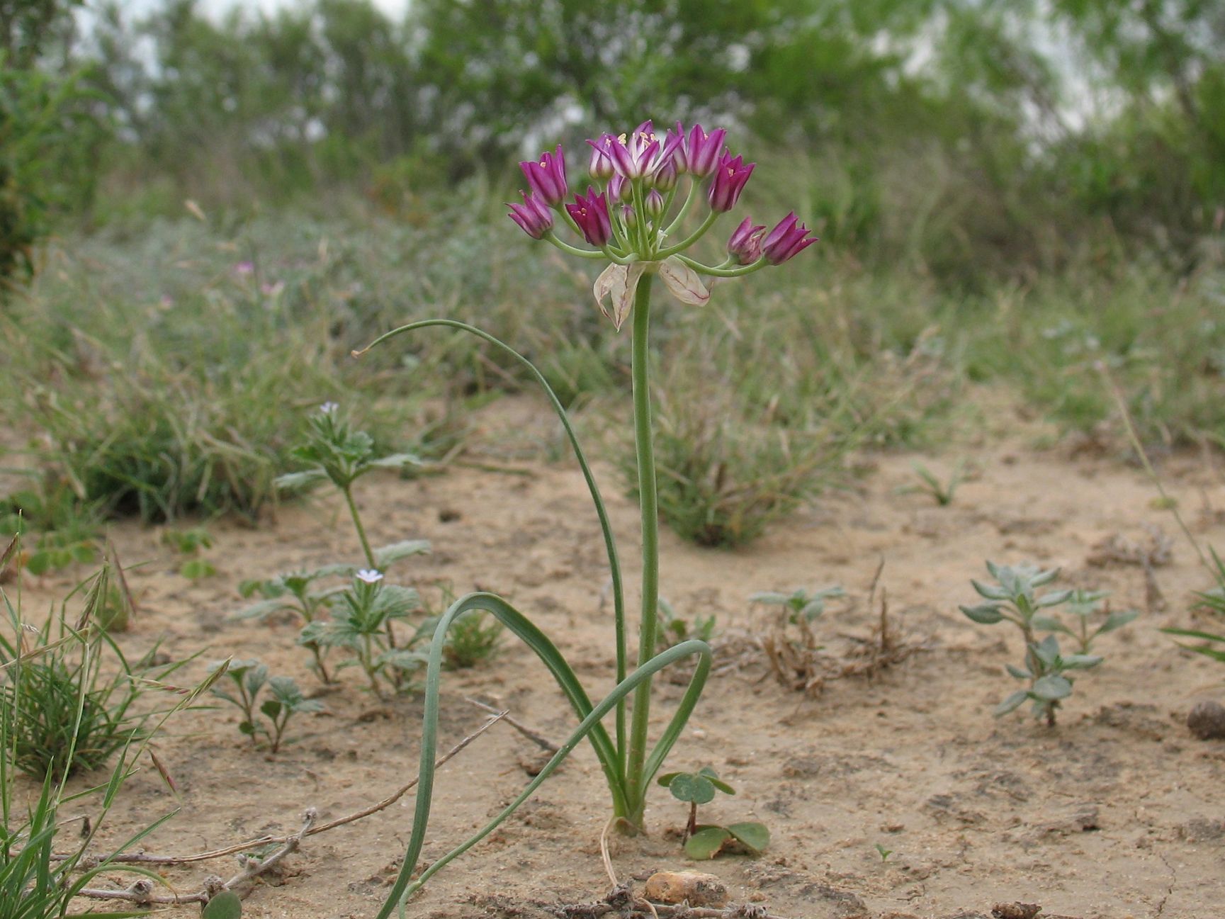 Allium drummondii, also known as Drummond's onion, wild garlic, and prairie onion.