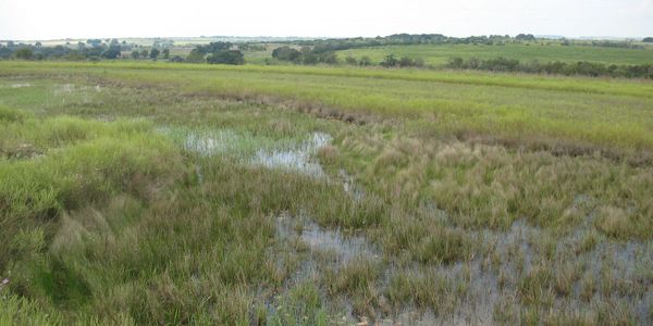 An emergent wetland; An important habitat for many species.