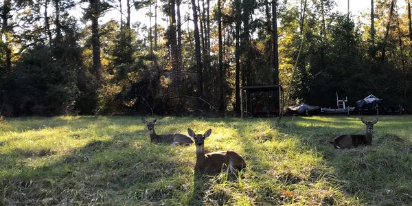 White-tailed deer does in a wooded neighborhood.