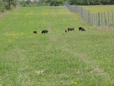 Feral Hogs, also known as Wild Pigs, found in a right-of-way