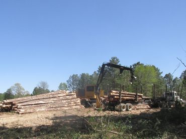 Timber being loaded onto a logging truck