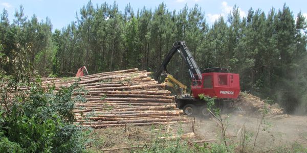 Timber harvest and thinning are essential to maintain a productive forest.