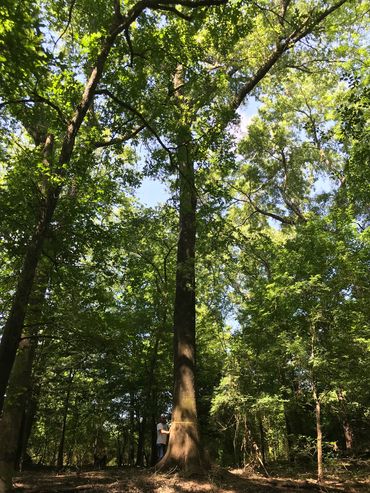 A large  overcup oak in an East Texas bottomland forest