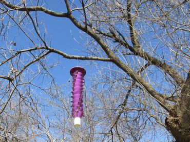 A purple pheromone trap used to detect emerald ash borers