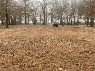 Food plot in sparse forest