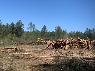 Forestry skidder dragging trees to a logging set