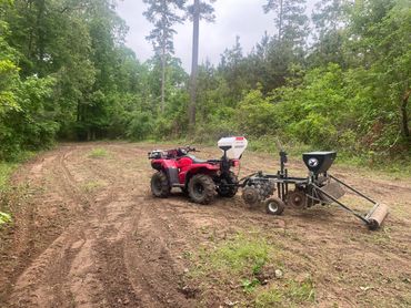 A food plot in the East Texas Pineywoods