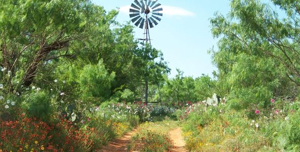 Pollinator habitat can be created to benefit native bees, butterflies, and other pollinators.