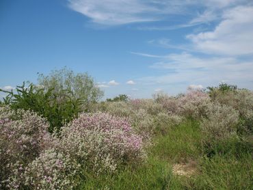 Blooming Texas Purple Sage (Leucophyllum frutescens)  