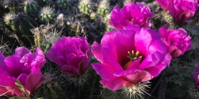 Hedgehog Cactus