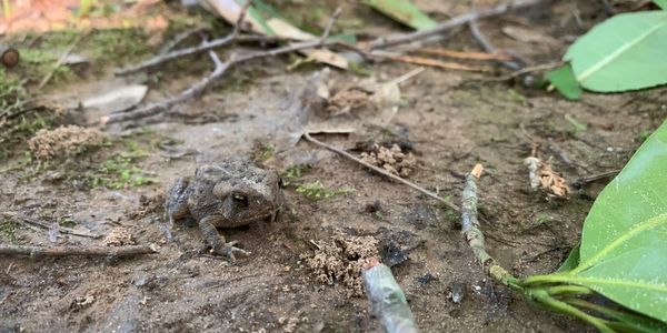 A toad in a wetland. Wetlands can support an wide variety of flora and fauna, including  amphibians.