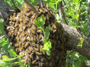 Bee Swarm, Bee Hive