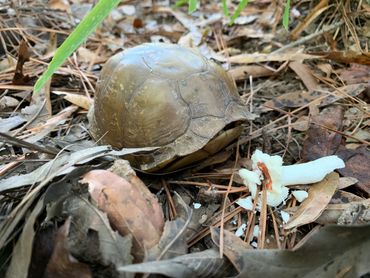 Eastern Box Turtle