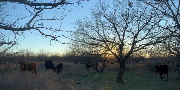 Cattle Grazing in North Texas