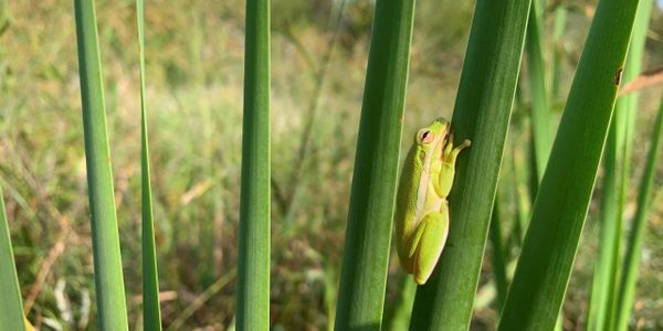 Green tree frog (Hyla cinerea) found in East Texas by one of our biologists.